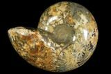 Honey-Orange Ammonite (Argonauticeras) - Befandriana, Madagascar #113740-5